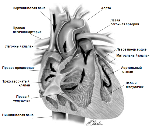 Сердце картинки анатомия